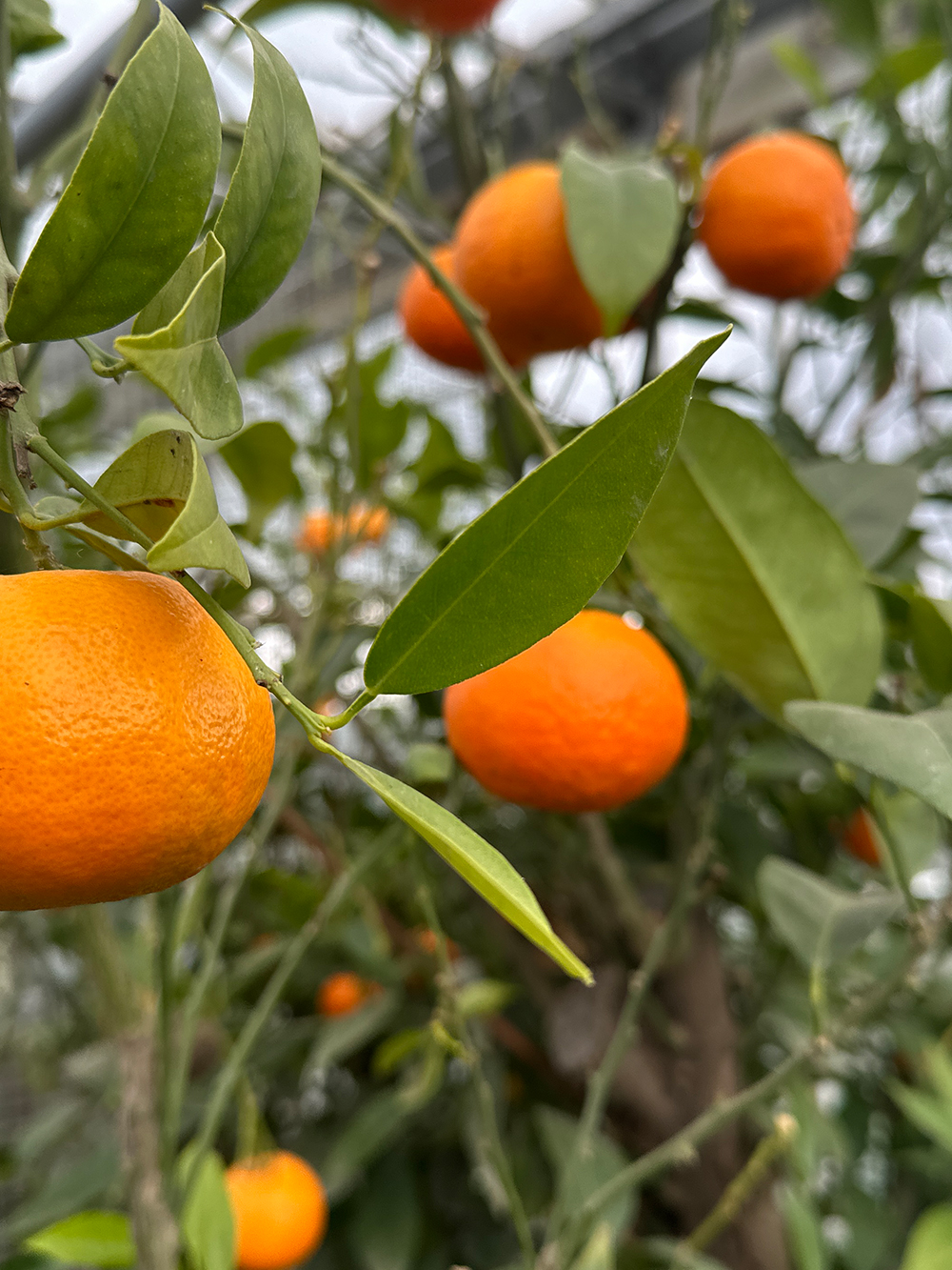 CITRUS