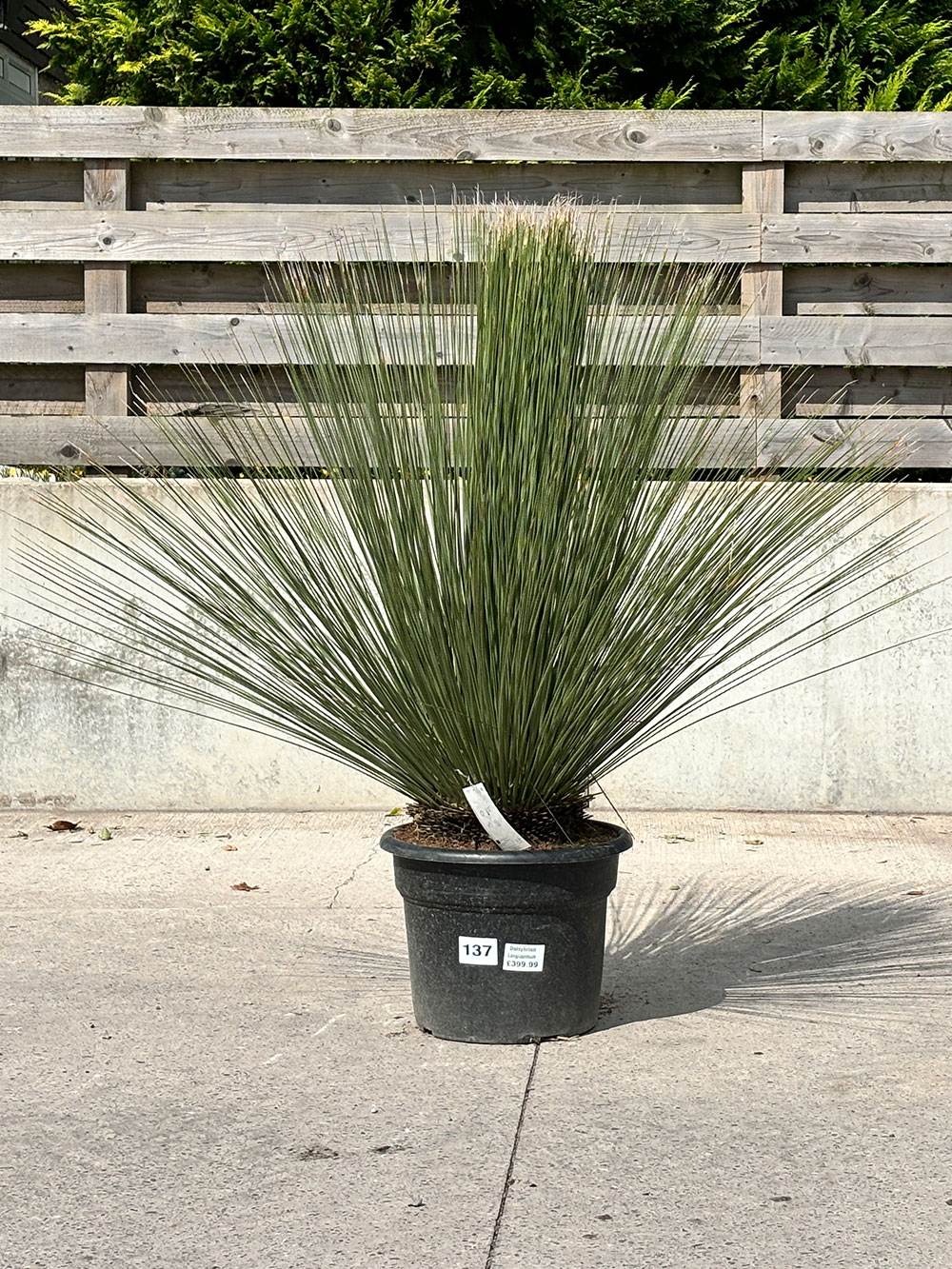 137 Mexican Grass Tree