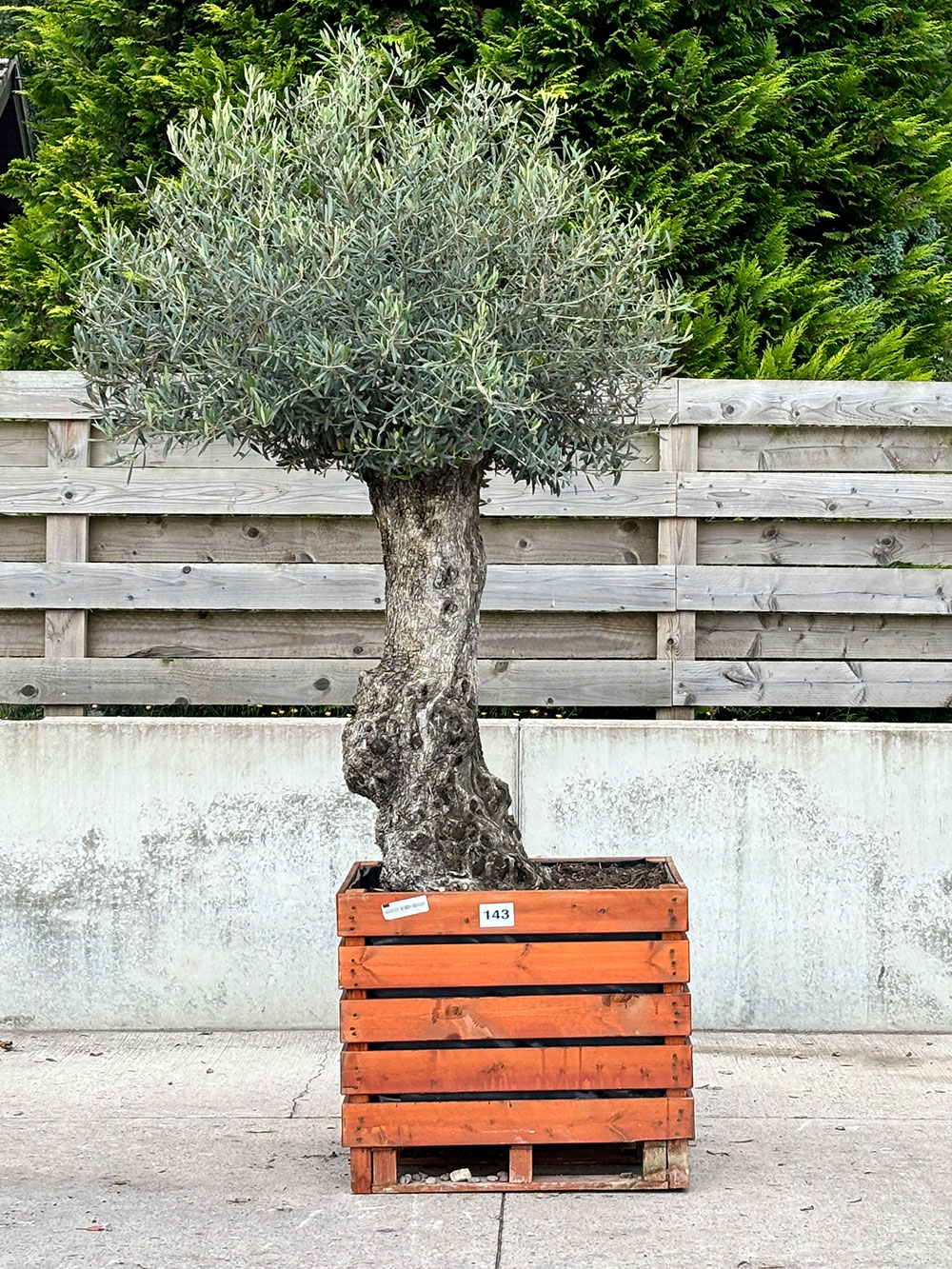 143 Olive tree