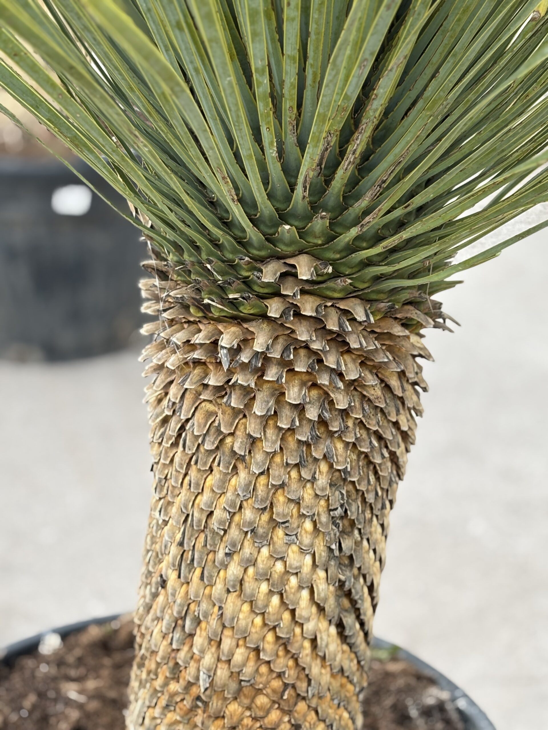 Yucca Rstrata Yucca Rostrata - 191 - Nobridge Nurseries