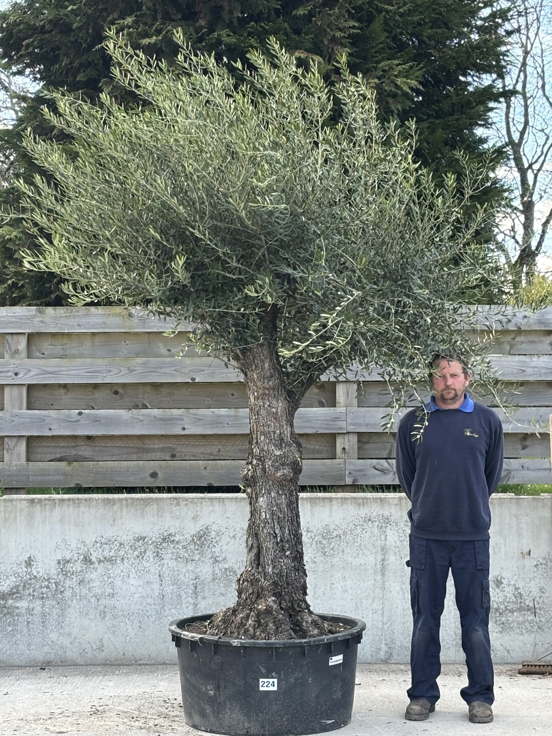 Lechin Olea Europaea Ramificado Lechin - 224 - Nobridge Nurseries