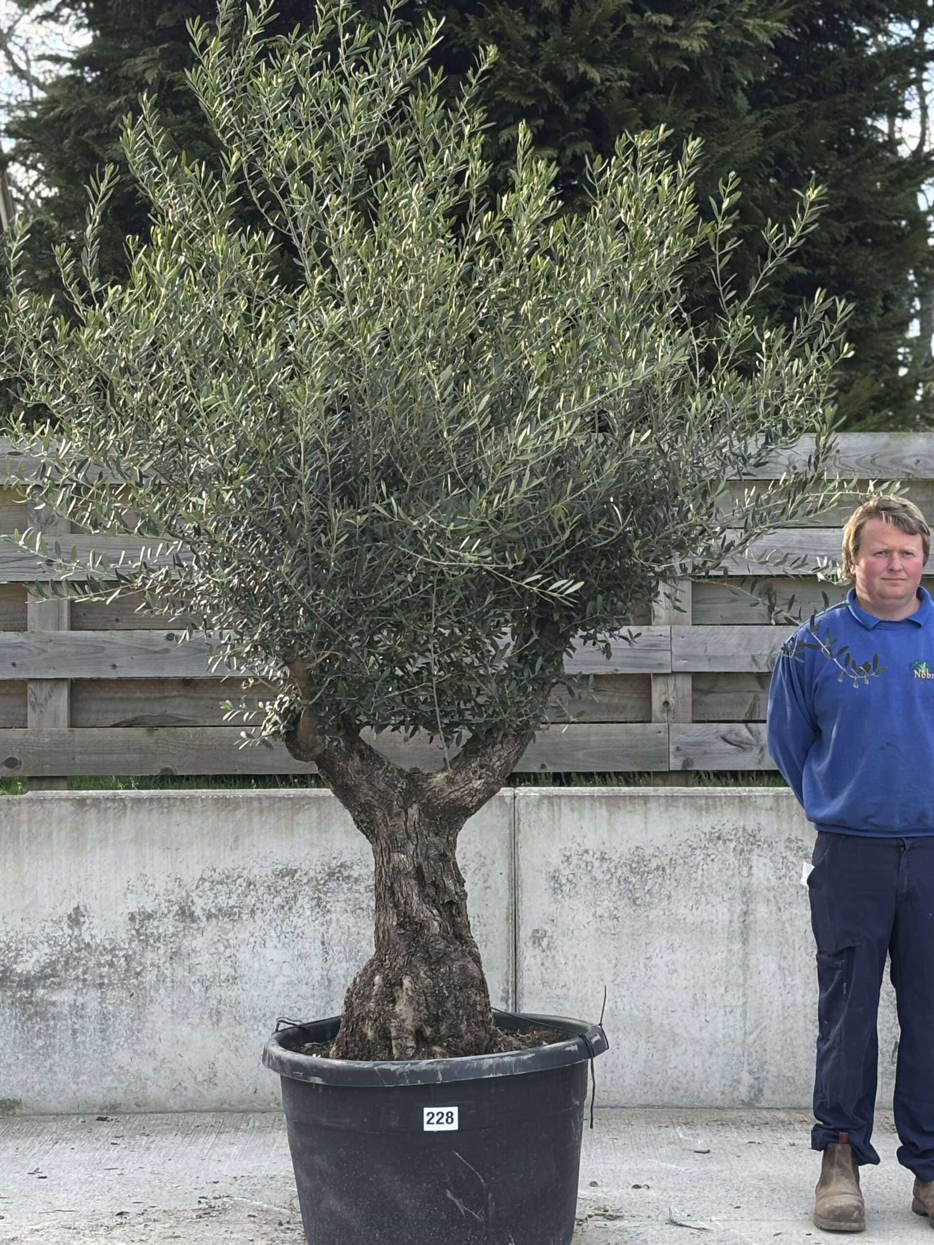 Lechin Olea Europaea Ramificado Lechin - 228 - Nobridge Nurseries