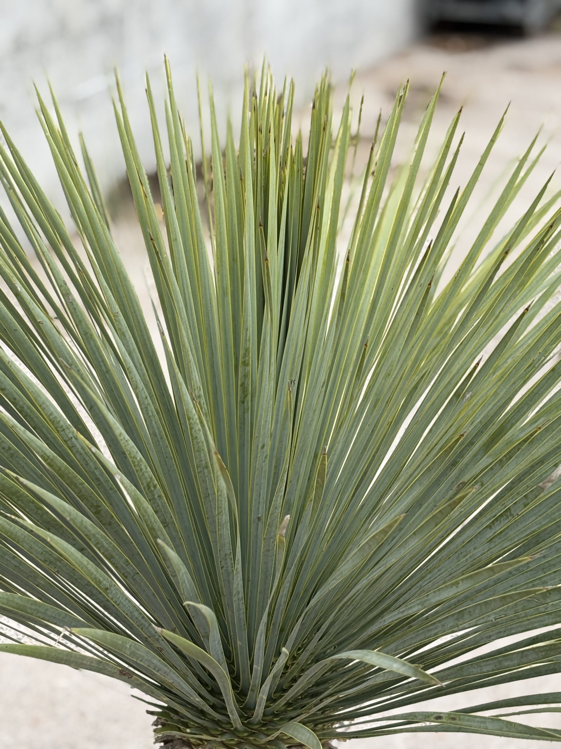 Yucca Rstrata Yucca Rostrata - 161 - Nobridge Nurseries