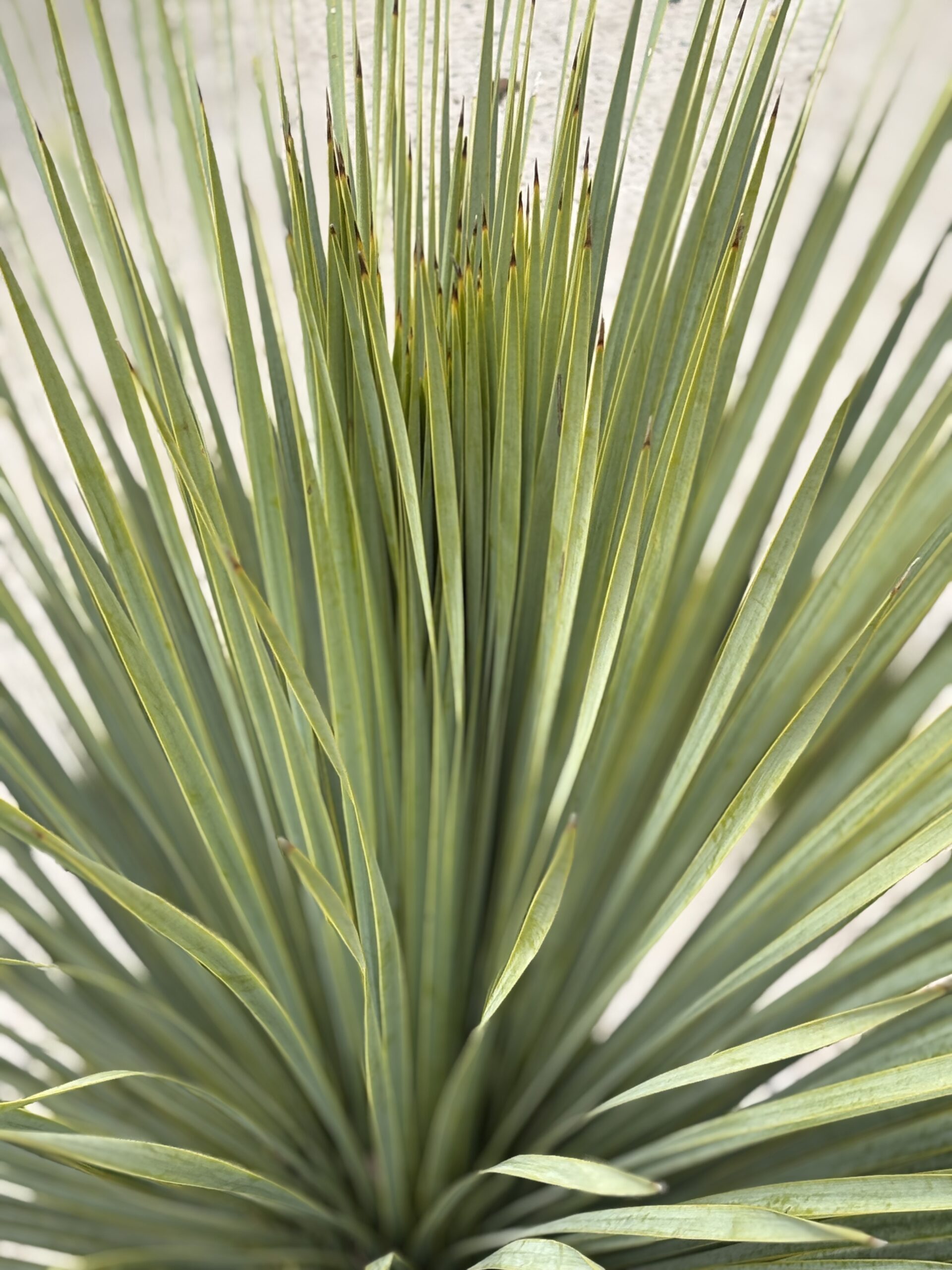 Yucca Rstrata Yucca Rostrata - 161 - Nobridge Nurseries