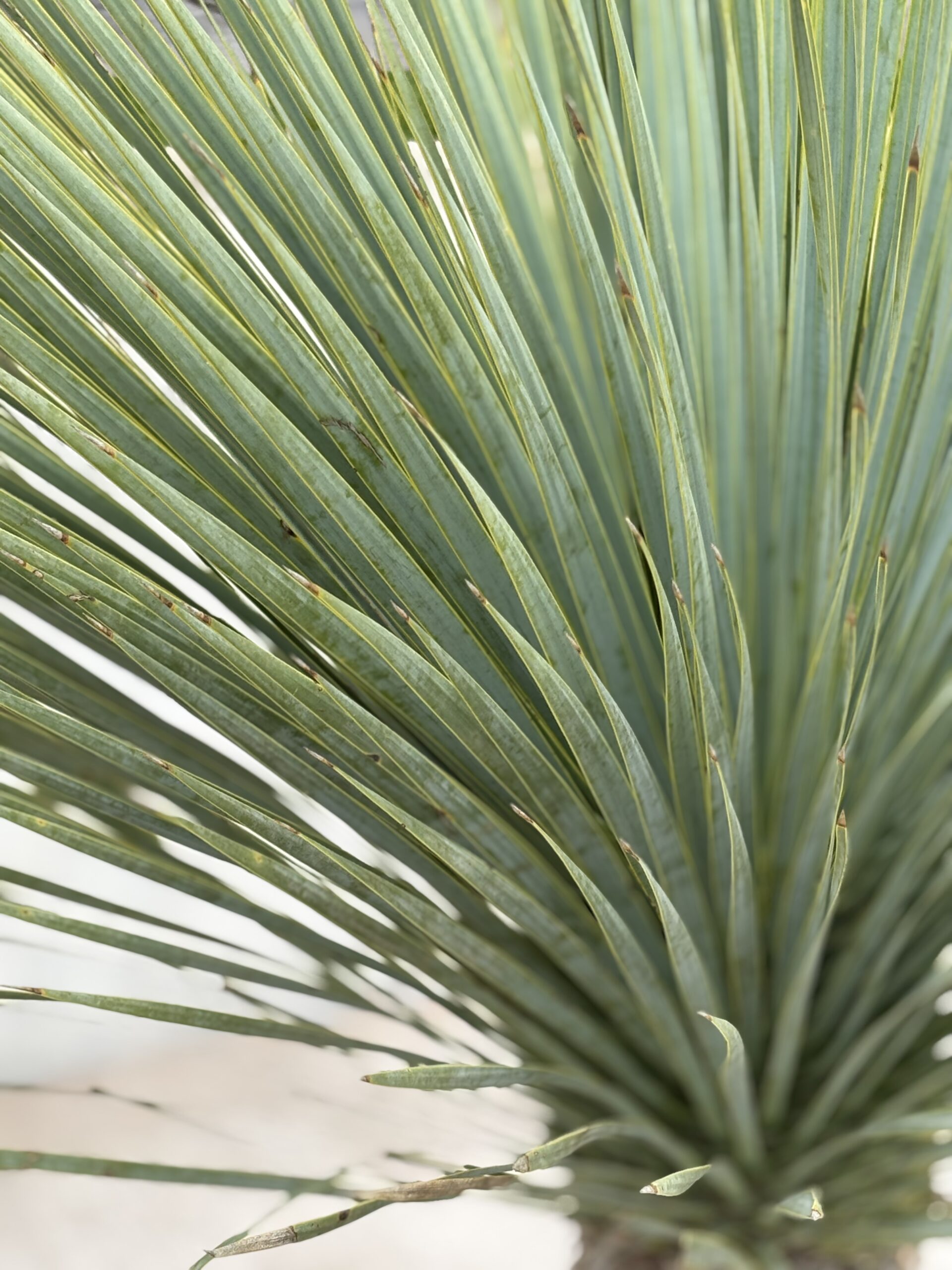 Yucca Rstrata Yucca Rostrata -156 - Nobridge Nurseries